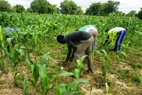 Agriculture Agriculture --Dialakorodji