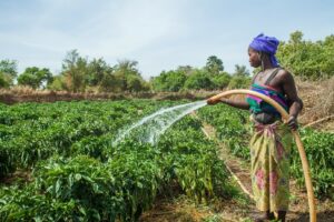 agriculture